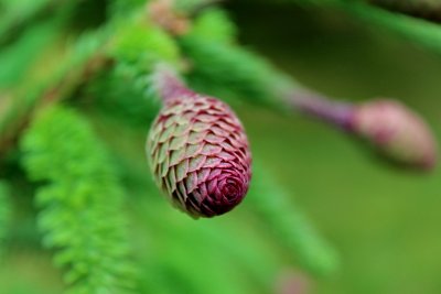 Picea abies 'Acrocorna' - smr ztepilý - šištice (3)